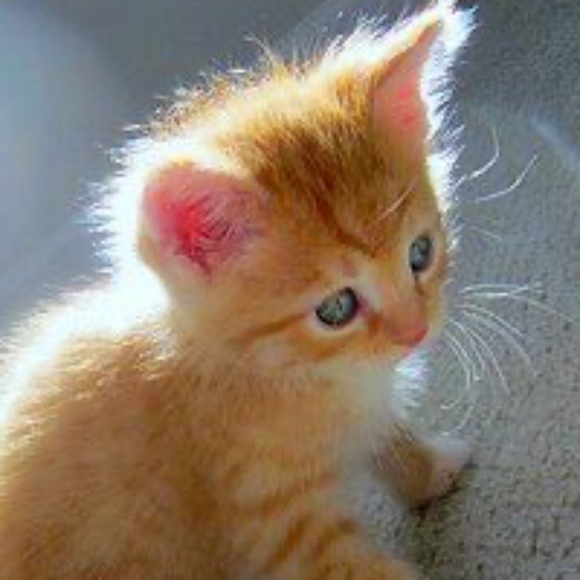 orangecatsrcute